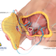 Diagram of the procedure.